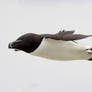 Faster than a speeding bullet- Razorbill