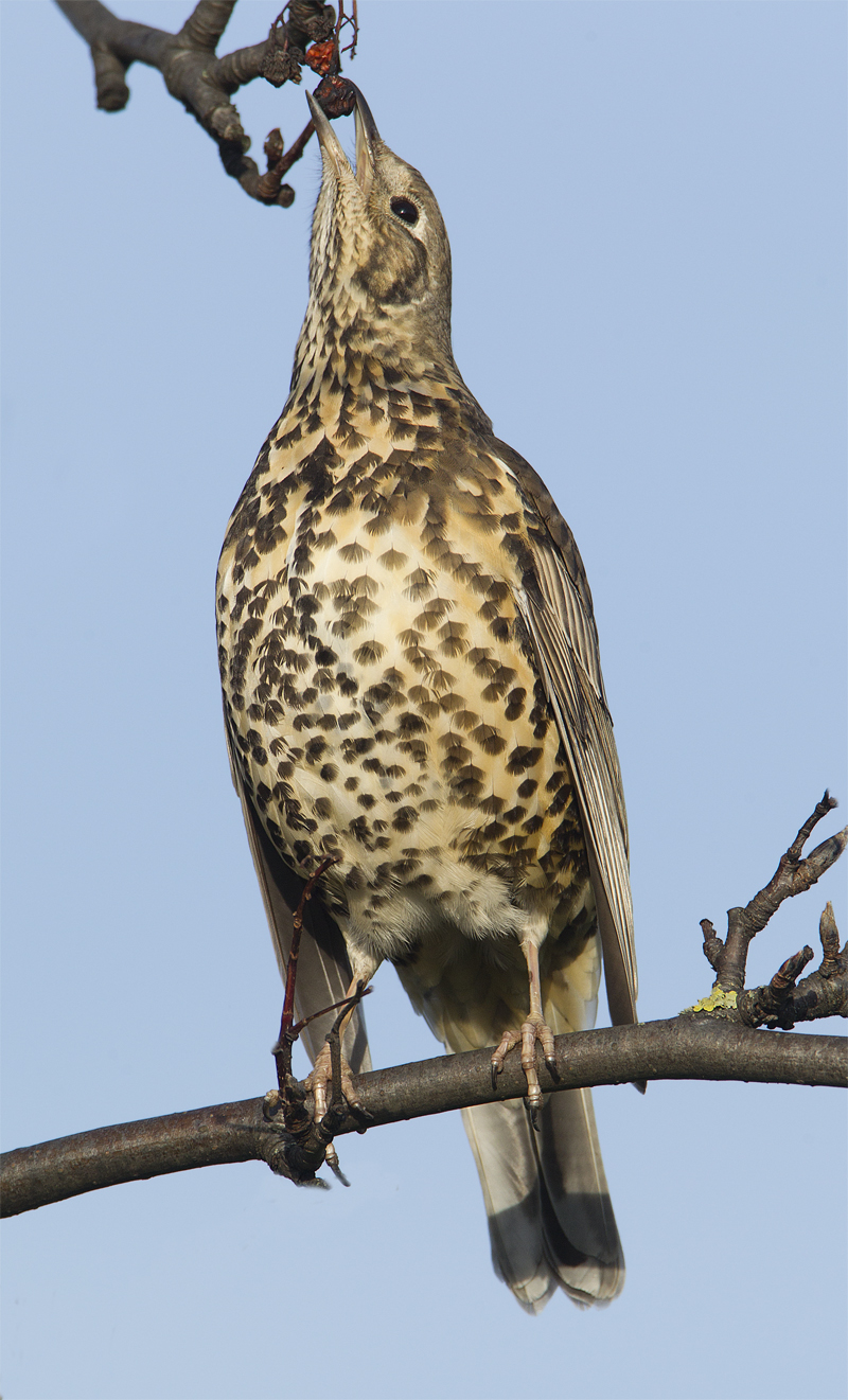 Berry nice- Mistle thrush