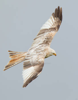 White lightning - leaucistic red kite