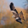 The colours of Autumn - red kite
