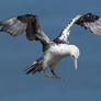 Drop zone - 1st year Northern Gannet