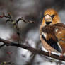 Wet through - Hawfinch