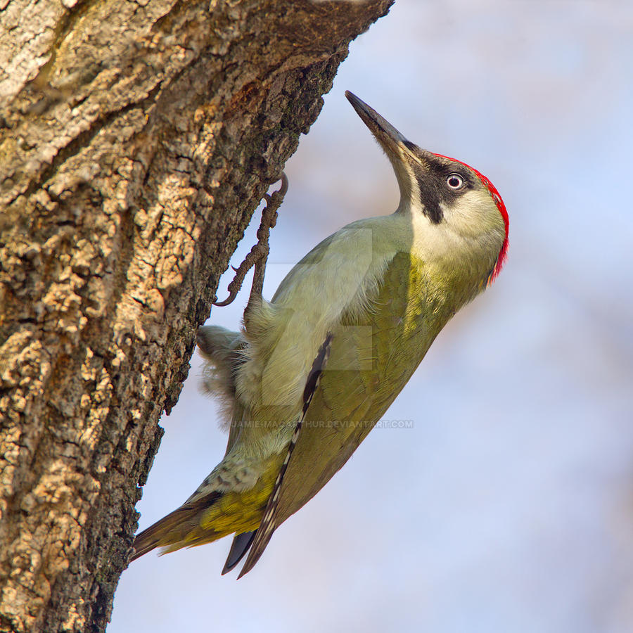 Defying gravity - Green Woodpecker - female