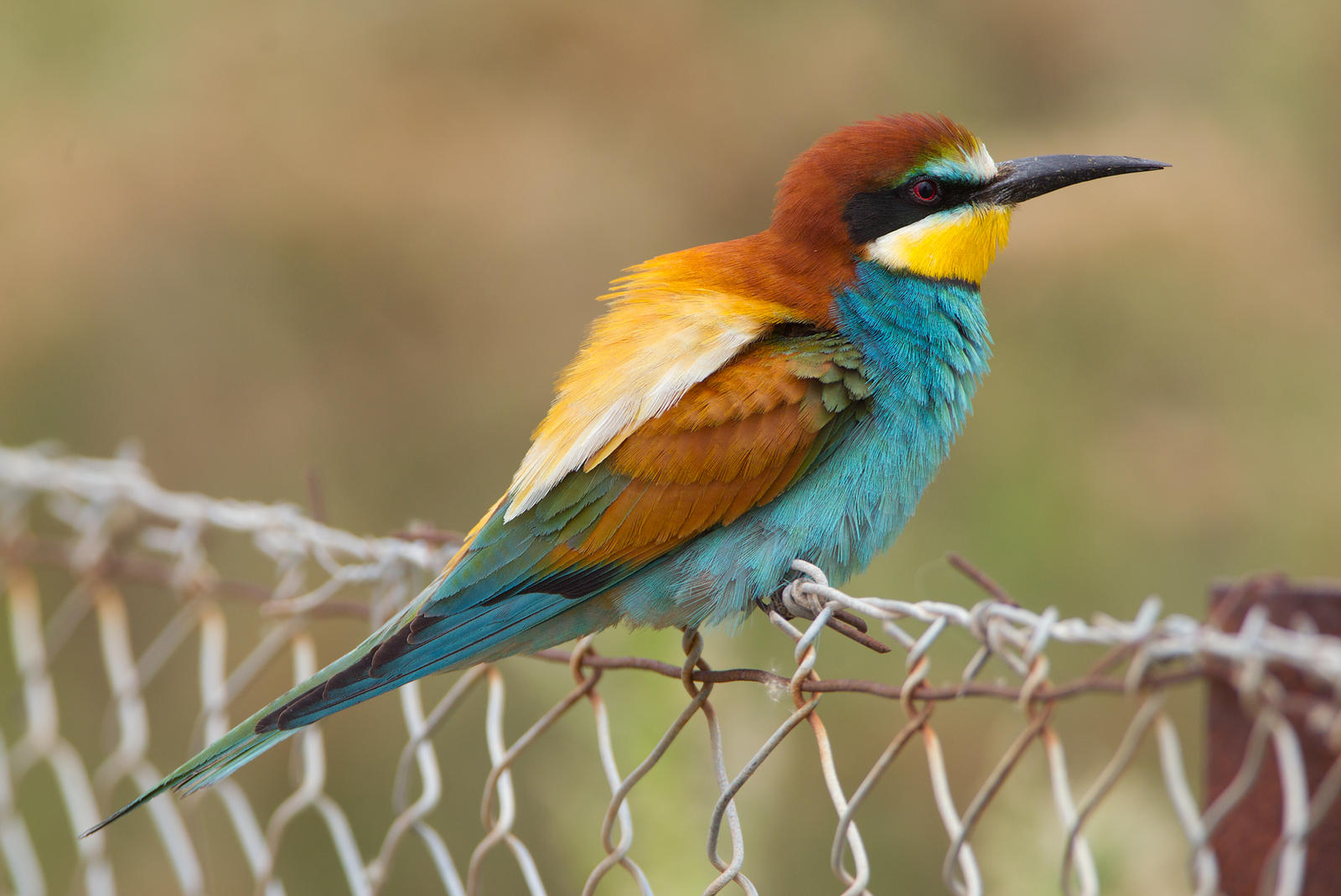 Electric Fence -European Bee-eater
