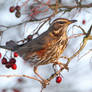 Gathering winter fuel - Redwing