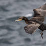 Going out for breakfast  - Cormorant