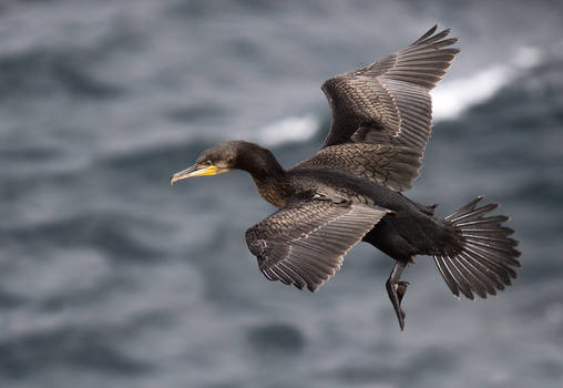 Going out for breakfast  - Cormorant