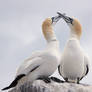 It started with a Kiss! - northern Gannets