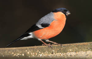 Can't beat a bit of Bully - Bullfinch (male)