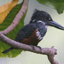 Hiding in the trees- Giant Kingfisher