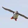 Out the way -Atlantic Puffin