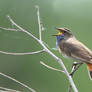 Blowing out the cob-webs - Common Bluethroat