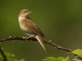 'The Poser' Grasshopper Warbler