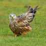 Don't tell me you've never farted lol -red kite