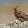 Ouch - Crested Lark