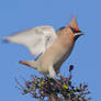 Not many berries left - Bohemian Waxwing
