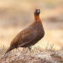 you are so charming Jamie - Red grouse