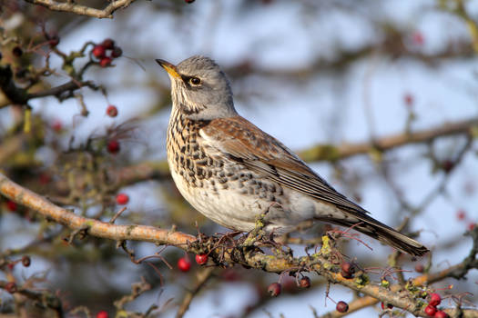 Watchful eye- Fieldfare