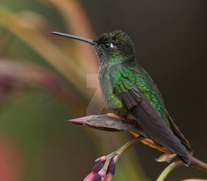 Waiting - Magnificent hummingbird by Jamie-MacArthur