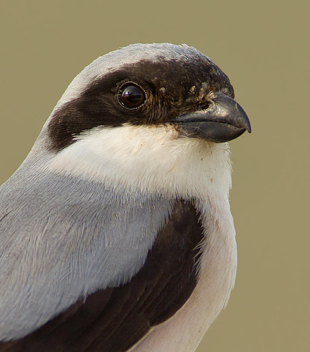 Close up and personal  - Lesser Grey Shrike