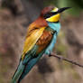 Lost in thought - European Bee-eater
