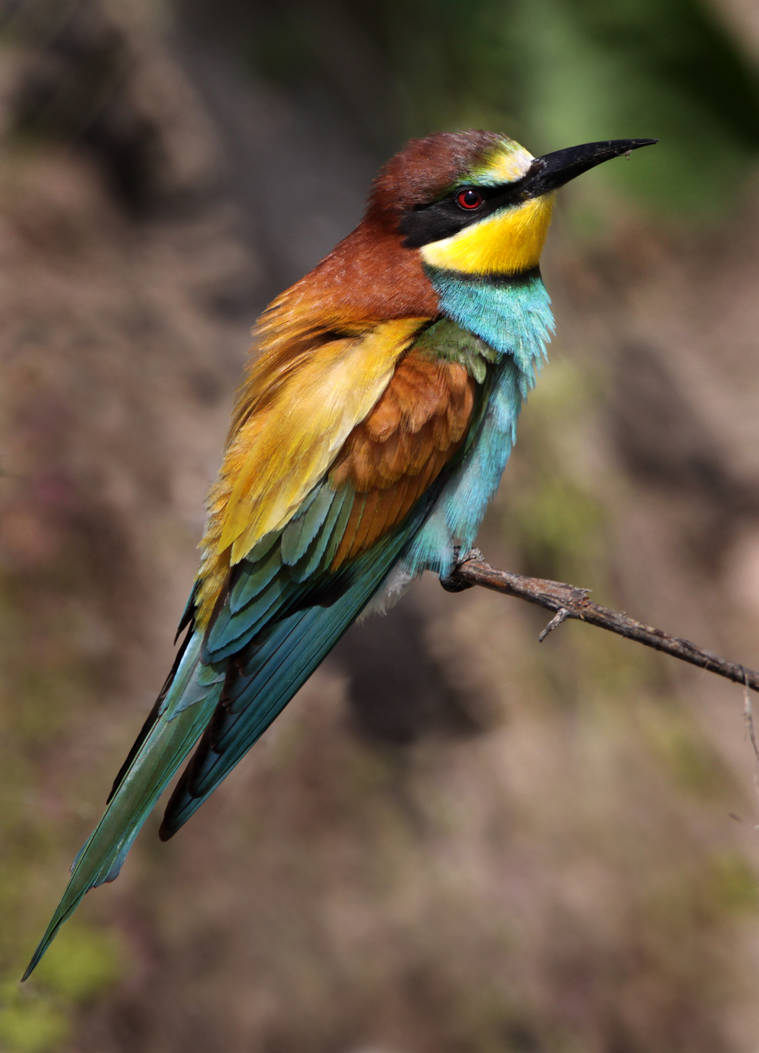 Lost in thought - European Bee-eater by Jamie-MacArthur