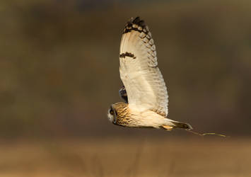 Still Trying - Short-eared Owl