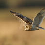 Still hunting - Short-eared Owl