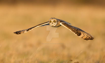 Zooming towards you - Short-eared Owl