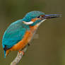 When I'm calling youoooooooooo - Common Kingfisher