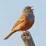 My turn to tweet - Creztchmar's Bunting