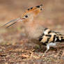 Smile - Hoopoe