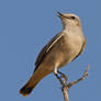 Reaching the high notes  - Red-rumped Wheatear