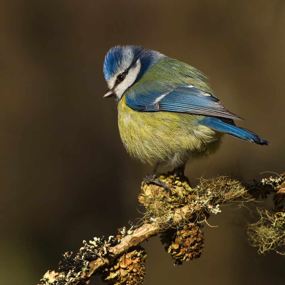 All things bright and beautiful -Blue tit