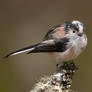 Hello there - Long-tailed Tit