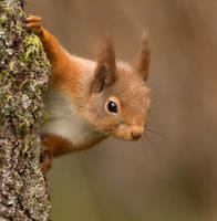 Peek-a-boo!