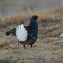 Show off - Black Grouse