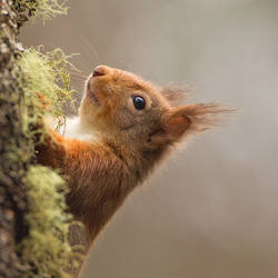 hide and seek - Red Squirrel