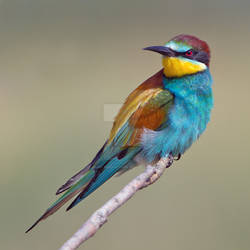 Looking Sharp  - European Bee-eater by Jamie-MacArthur