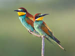 Colour match - European Bee-eater by Jamie-MacArthur