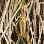 Can you see me - Little Bittern