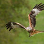 Focussed - Red Kite