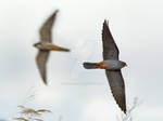 Woosh - Red-footed Falcon by Jamie-MacArthur