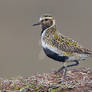 Trendy coat - Golden Plover