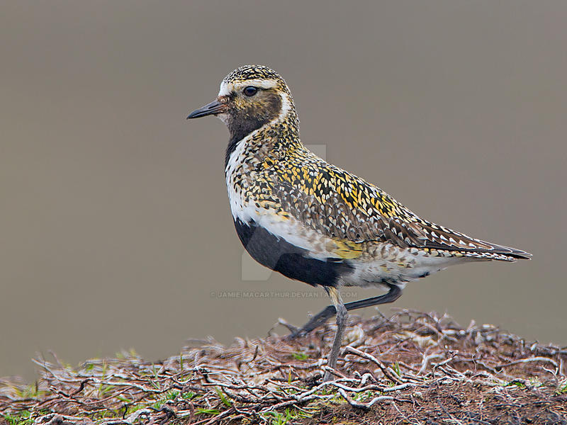 Trendy coat - Golden Plover