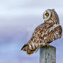 Purple haze - Short-eared Owl