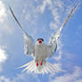 Coming to get you - Arctic Tern