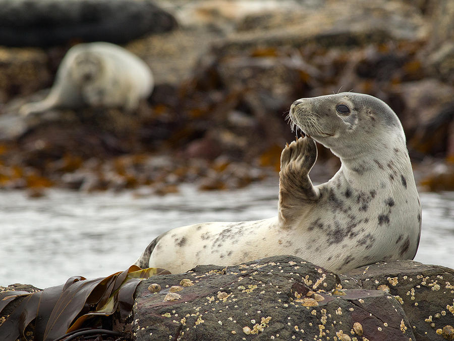 Strike a pose - Atlantic Seal
