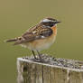 who left the table in a mess - Whinchat