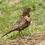 looking for grub - Ring Ouzel - female
